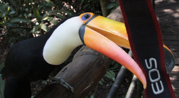 A fight with a toucan – (Save the Atlantic Rainforest)