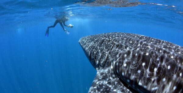 Swimming with a Whale Shark – Maarten Schaefer