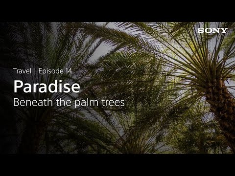 Paradise Beneath The Palm Trees